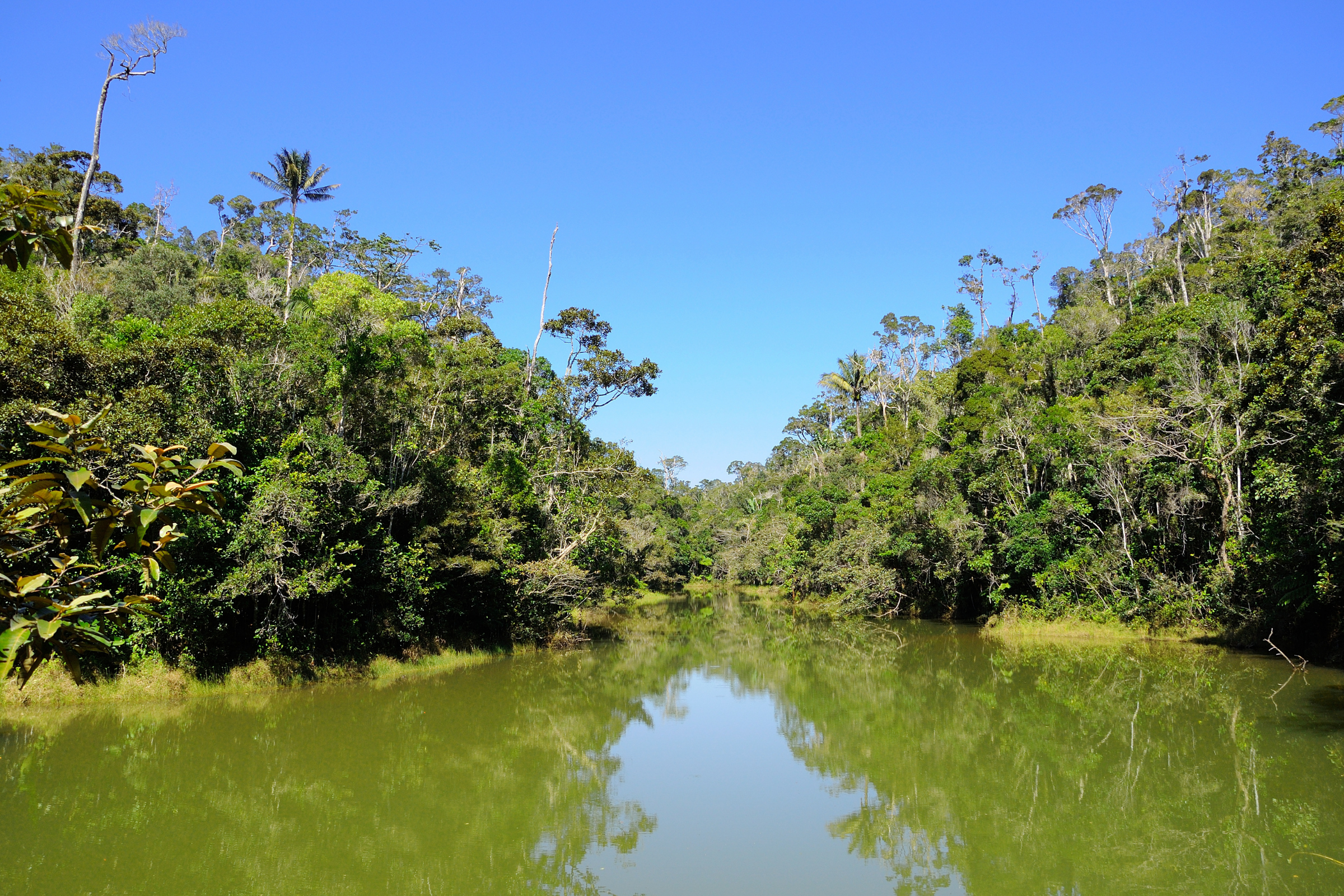 Andasibe_National_Park[1].webp